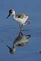 Black-necked Stilt (chick)