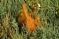Saltmarsh dodder