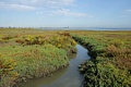 Tidal slough