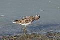 Sanderling
