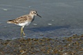 Sanderling