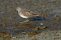 Sanderling