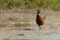 Ring-necked pheasant