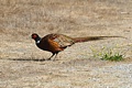 Ring-necked pheasant