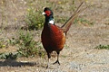 Ring-necked pheasant