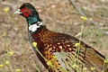 Ring-necked pheasant