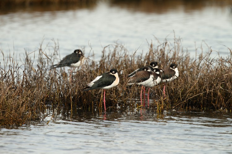 Black-necked Stilts