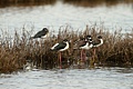 Black-necked Stilts