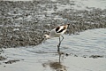 American Avocet