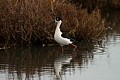 Black-necked Stilt