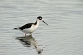 Black-necked Stilt