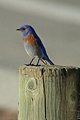 Western Bluebird