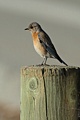 Western Bluebird