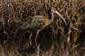 White-faced Ibis