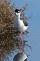 Black-necked Stilt
