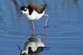 Black-necked Stilt
