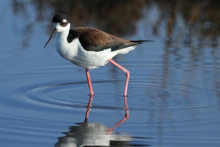 Black-necked Stilt
