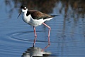 Black-necked Stilt
