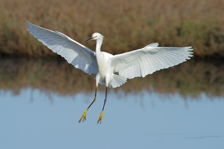 Snowy egret