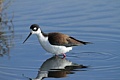 Black-necked stilt