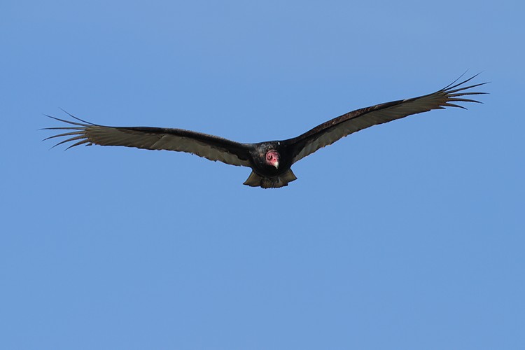 Turkey vulture