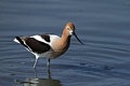 American avocet