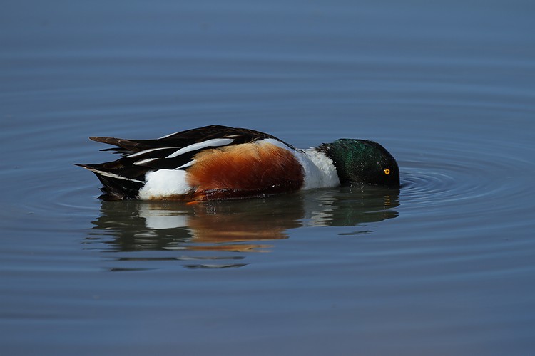 Northern shoveler