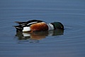 Northern shoveler