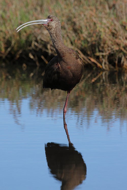 White-faced ibis