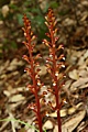 Spotted Coralroot