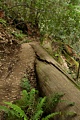 Skyline-to-the-Sea Trail