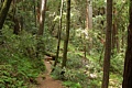 Skyline-to-the-Sea Trail