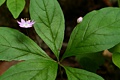 Pacific Starflower