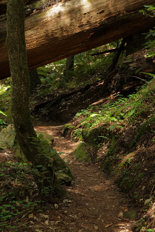 Skyline-to-the-Sea Trail