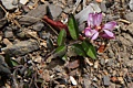 California Milkwort