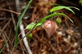 Globe Lily