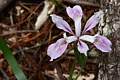 Douglas Iris