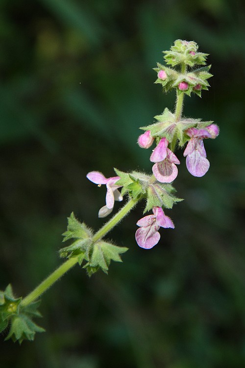 Hedge nettle