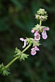 Hedge nettle