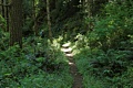 Butano State Park - July 3, 2011