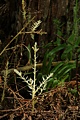 Albino redwood