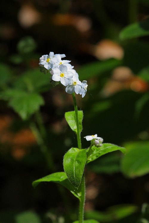 Forget-me-nots