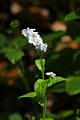 Forget-me-nots