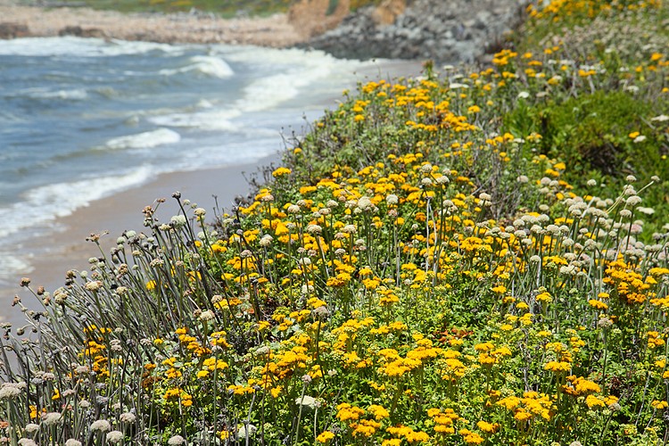 Pescadero State Beach