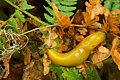 Banana slug