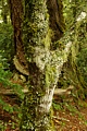 Mossy tree