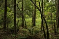 Butano State Park - August 21, 2011