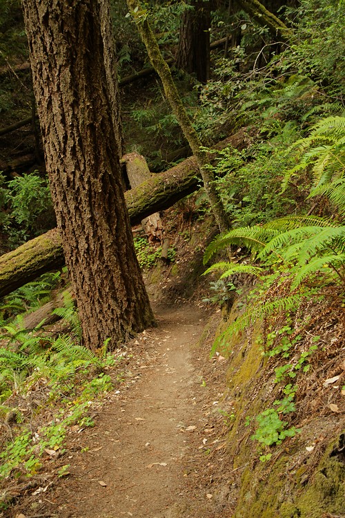 Butano Creek Trail