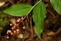 False Solomon's-seal