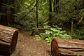 Butano Creek Trail